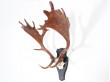 Swedish moose antlers 