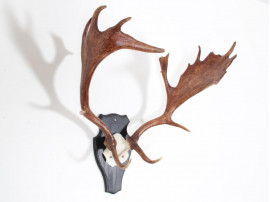 Swedish moose antlers 