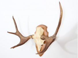 Swedish moose antlers 