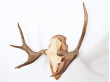 Swedish moose antlers 