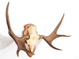 Swedish moose antlers 