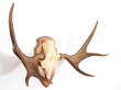 Swedish moose antlers 