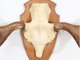 Swedish moose antlers 