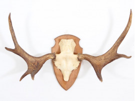 Swedish moose antlers 