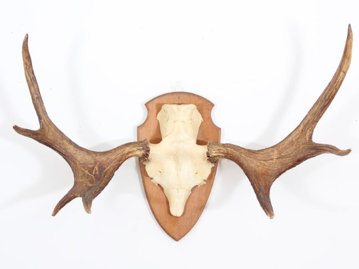 Swedish moose antlers 