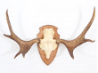 Swedish moose antlers 