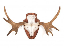 Danish moose antlers 