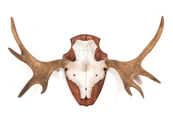 Danish moose antlers 