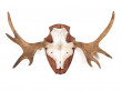 Danish moose antlers 