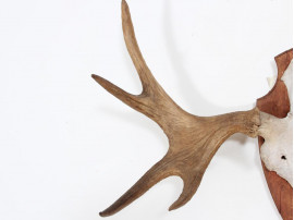 Danish moose antlers 