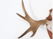 Danish moose antlers 