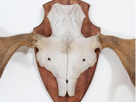 Danish moose antlers 