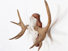 Danish moose antlers 