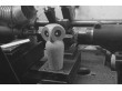 Petite chouette en chêne "the Owl". Nouvelle édition